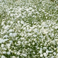 Collection de 11 plantes vivaces pour massifs champêtres - Naturellement intemporelles!