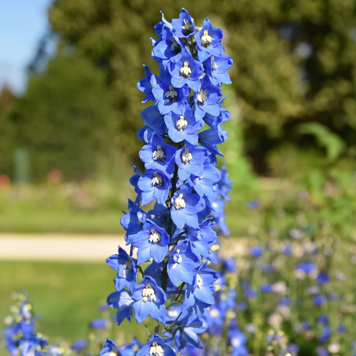 Collection de 11 plantes vivaces pour massifs champêtres - Naturellement intemporelles!