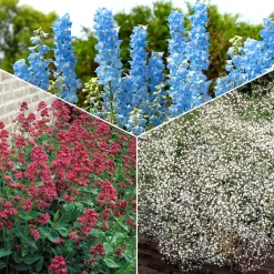 Collection de 11 plantes vivaces pour massifs champêtres - Naturellement intemporelles!