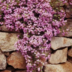 Collection de 13 plantes vivaces rampantes et tapissantes - Effet tapissant rapide