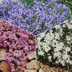 Collection de 13 plantes vivaces rampantes et tapissantes - Effet tapissant rapide