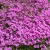 Collection de 15 plantes vivaces rampantes - 2 m² - Couverture rapide et fleurit