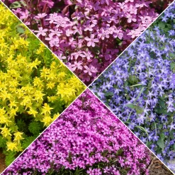 Collection de 15 plantes vivaces rampantes - 2 m² - Couverture rapide et fleurit