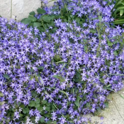 Collection de 15 plantes vivaces rampantes - 2 m² - Couverture rapide et fleurit