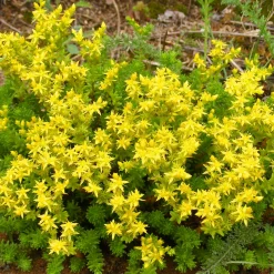 Collection de 15 plantes vivaces rampantes - 2 m² - Couverture rapide et fleurit