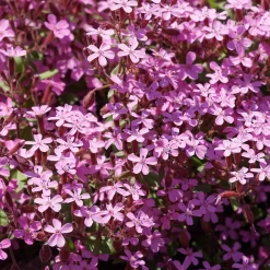 Collection de 15 plantes vivaces rampantes - 2 m² - Couverture rapide et fleurit