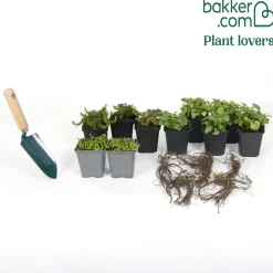 Collection de 15 plantes vivaces rampantes - 2 m² - Couverture rapide et fleurit