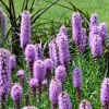 Collection de 15 plantes vivaces - 2 m² - 2 m² de fleurs sans effort