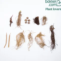Collection de 15 plantes vivaces - 2 m² - 2 m² de fleurs sans effort