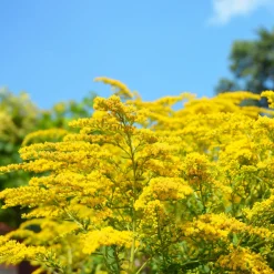 Collection de 15 plantes vivaces - 2 m² - 2 m² de fleurs sans effort
