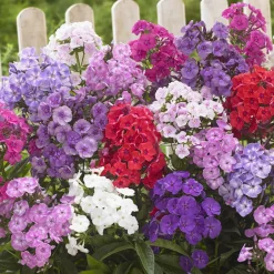 Collection de 15 plantes vivaces - 2 m² - 2 m² de fleurs sans effort