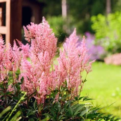 Collection de 15 plantes vivaces - 2 m² - 2 m² de fleurs sans effort