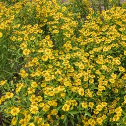 Collection de 15 plantes vivaces - 2 m² - 2 m² de fleurs sans effort