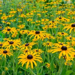 Collection de 15 plantes vivaces - 2 m² - 2 m² de fleurs sans effort