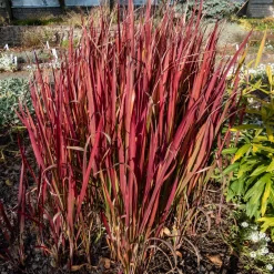 Collection de 7 plantes vivaces à feuillages originaux - Des vivaces colorées