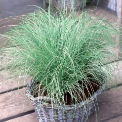 Collection de 7 plantes vivaces à feuillages originaux - Des vivaces colorées