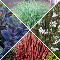 Collection de 7 plantes vivaces à feuillages originaux - Des vivaces colorées