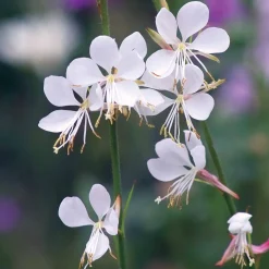 Collection de 7 plantes vivaces à feuillages originaux - Des vivaces colorées