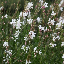 Collection de 7 plantes vivaces à feuillages originaux - Des vivaces colorées