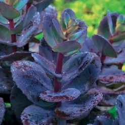 Collection de 7 plantes vivaces à feuillages originaux - Des vivaces colorées