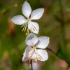 Collection de 9 plantes vivaces à fleurs blanches - Lumineuse et élégante