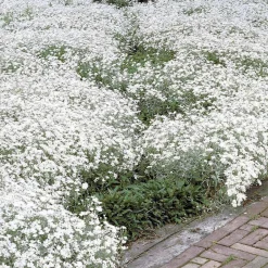 Collection de 9 plantes vivaces à fleurs blanches - Lumineuse et élégante