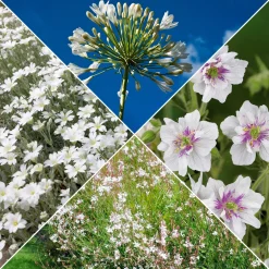 Collection de 9 plantes vivaces à fleurs blanches - Lumineuse et élégante