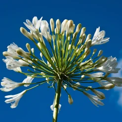Collection de 9 plantes vivaces à fleurs blanches - Lumineuse et élégante