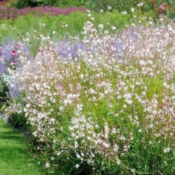 Collection de 9 plantes vivaces à fleurs blanches - Lumineuse et élégante