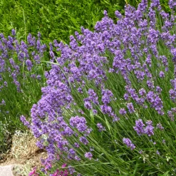 Collection de 6 plantes vivaces pour extérieur moderne - Élégance florale moderne