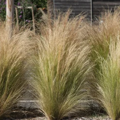 Collection de 6 plantes vivaces pour extérieur moderne - Élégance florale moderne