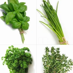 Collection de 4 Plants Aromatiques basilic, ciboulette, persil, thym - Parfait pour agrémenter vos recettes