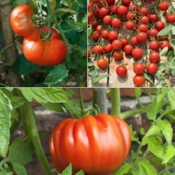 Collection de 9 plants de tomates classiques - Idéal pour des salades savoureuses