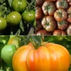 Collection de 9 Plants de tomates originales - Parfait pour un potager original