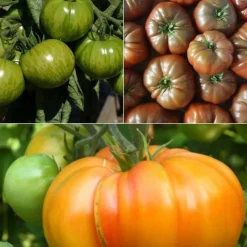 Collection de 9 Plants de tomates originales - Parfait pour un potager original