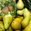 Collection de Poiriers : Conférence, Williams, Doyenne du Comice - Structure idéale pour potagers familiaux