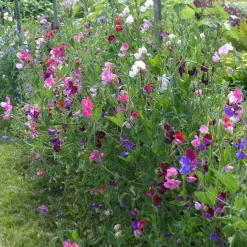 Collection de Pois de senteur - Bouquets parfumés tout l'été