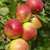 Collection de Pommiers : Reine de reinettes, Gala, Golden Delicious - Succombez aux saveurs fruitées !