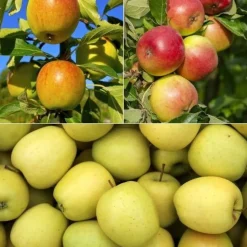 Collection de Pommiers : Reine de reinettes, Gala, Golden Delicious - Succombez aux saveurs fruitées !