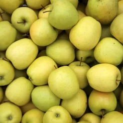 Collection de Pommiers : Reine de reinettes, Cox's, Golden Delicious - Variétés classiques pour vos desserts