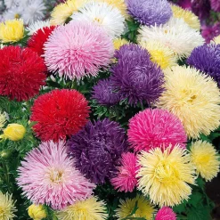 Collection de Reine-marguerite - Un bouquet coloré tout l'été