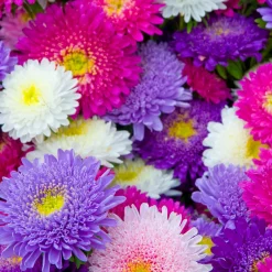 Collection de Reine-marguerite - Un bouquet coloré tout l'été