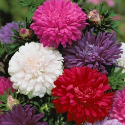 Collection de Reine-marguerite - Un bouquet coloré tout l'été