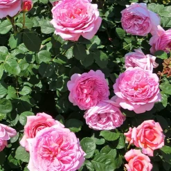 Collection de 2 Rosiers : Anglais Her's Ausgreen et Ausgreen's winne - Deux roses, un parfum unique