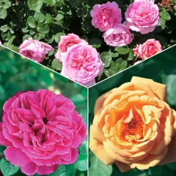 Collection de 3 Rosiers anglais : Fish Ausgreen, Charlie, Her's Ausgreen - Trois roses, un jardin de rêve