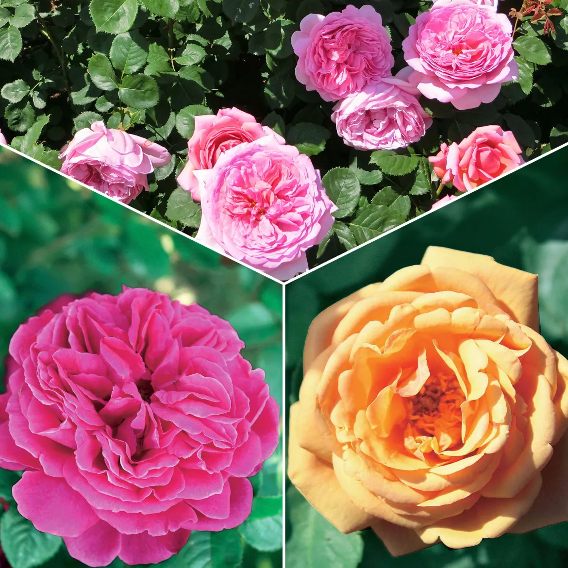 Collection de 3 Rosiers anglais : Fish Ausgreen, Charlie, Her's Ausgreen - Trois roses, un jardin de rêve