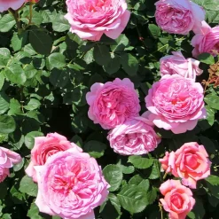 Collection de 3 Rosiers anglais : Fish Ausgreen, Charlie, Her's Ausgreen - Trois roses, un jardin de rêve