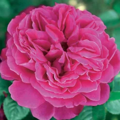 Collection de 3 Rosiers anglais : Fish Ausgreen, Charlie, Her's Ausgreen - Trois roses, un jardin de rêve