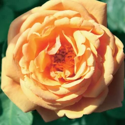 Collection de 3 Rosiers anglais : Fish Ausgreen, Charlie, Her's Ausgreen - Trois roses, un jardin de rêve