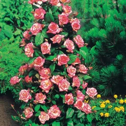 Collection de 4 Rosiers arbustes : Shalom, Korbin, Westerland, Handel - Un jardin fleuri tout l'été